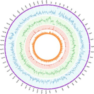 Sipunculus nudus genome provides insights into evolution of spiralian phyla and development